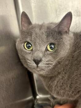 Chloe -  Domestic Short Hair Cat for Adoption in Wichita, Kansas - Chloe | PetCurious