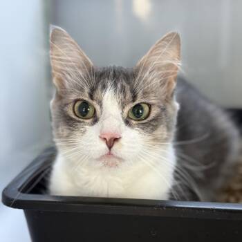 Stormie -  Domestic Medium Hair Cat for Adoption in Ridgely, Maryland - Stormie | PetCurious