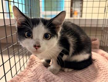 Domestic Short Hair Cats Available for Adoption - INUYASHA | PetCurious