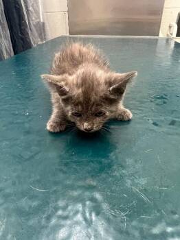 Goldie -  Domestic Short Hair Cat for Adoption in Mobile, Alabama - Goldie | PetCurious