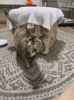 Rescue Domestic Short Hair Cats for Adoption in Rutherfordton, North Carolina - Kiki | PetCurious