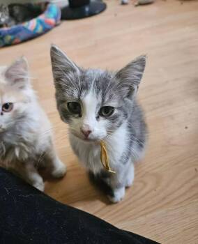 West -  Domestic Short Hair Cat for Adoption in Calgary, Alberta - West | PetCurious