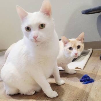 Siamese Cats Available for Adoption - Usher | PetCurious