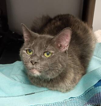 Roxie (front declawed senior) -  Domestic Short Hair Cat for Adoption in Rockford, Illinois - Roxie (front Declawed Senior) | PetCurious