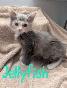 Jellyfish -  Calico and Domestic Long Hair Cat for Adoption in Ruskin, Florida - Jellyfish | PetCurious