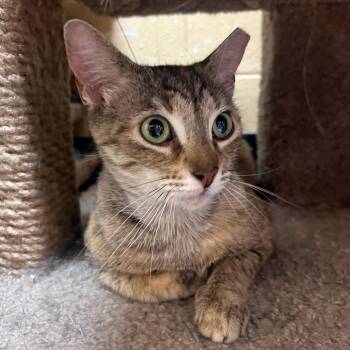 Domestic Short Hair Cats Available for Adoption in Palm Harbor, Florida - Mia | PetCurious