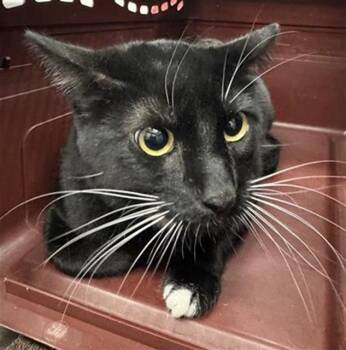 MONO -  Domestic Short Hair Cat for Adoption in Camarillo, California - MONO | PetCurious