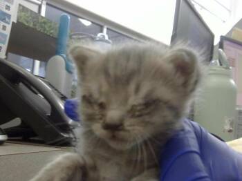 Domestic Medium Hair Cats Available for Adoption in Dallas, Texas - BRAZIL | PetCurious