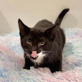 Morel -  Domestic Short Hair Cat for Adoption in East Hampton, New York - Morel | PetCurious