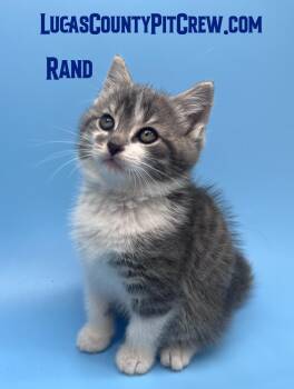Rand -  Tabby Cat for Adoption in Toledo, Ohio - Rand | PetCurious