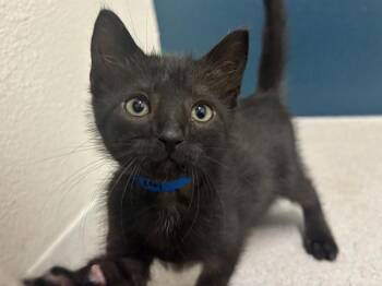 Rescue Domestic Short Hair Cats for Adoption in Portland, Oregon - Ketchup | PetCurious