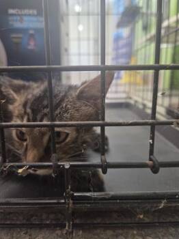 SOUL SURFER -  Domestic Medium Hair Cat for Adoption in Louisville, Kentucky - SOUL SURFER | PetCurious