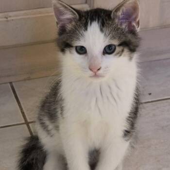 Domestic Short Hair Cats Available for Adoption - Kenta - A Lovable Kitten! | PetCurious