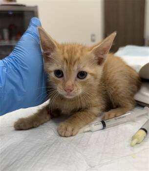 AELIN -  Domestic Short Hair Cat for Adoption in Baytown, Texas - AELIN | PetCurious