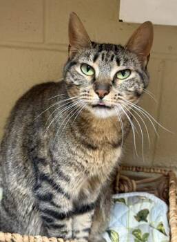 Rescue Domestic Short Hair Cats for Adoption in Columbia, South Carolina - Evie | PetCurious