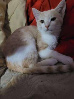 Domestic Short Hair Cats Available for Adoption - GABBI | PetCurious