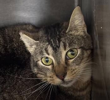 Domestic Short Hair Cats Available for Adoption - Working Cat - Charlie | PetCurious