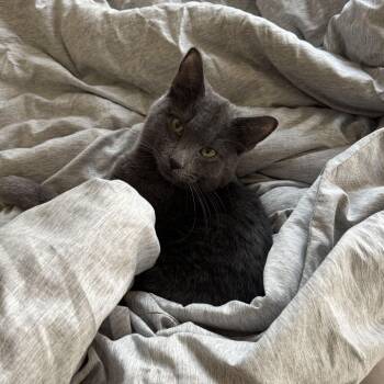 Strudel -  Domestic Short Hair Cat for Adoption in New York, New York - Strudel | PetCurious