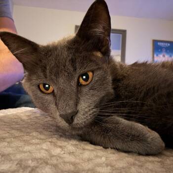 Breezy -  Domestic Short Hair and Russian Blue Cat for Adoption in Brea, California - Breezy | PetCurious