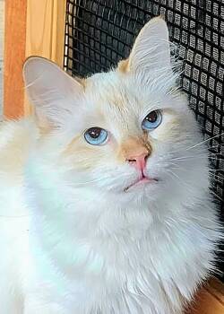 Maude -  Ragdoll Cat for Adoption in Converse, Texas - Maude | PetCurious