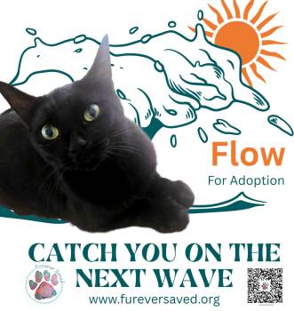Rescue Domestic Short Hair Cats for Adoption in Miami, Florida - Flow | PetCurious