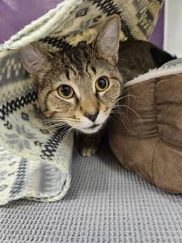 Domestic Short Hair Cats Available for Adoption - Love | PetCurious