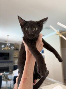 Ivy -  American Shorthair Cat for Adoption in Tampa, Florida - Ivy | PetCurious