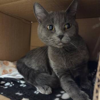 Domestic Short Hair Cats Available for Adoption in Ballston Spa, New York - Gracie Mae | PetCurious