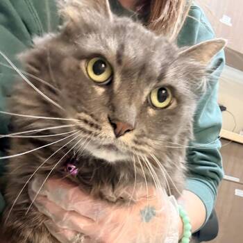 Serena -  Domestic Long Hair Cat for Adoption in Great Falls, Montana - Serena | PetCurious