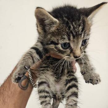 SCFL-Stray-67019_2 -  Domestic Short Hair Cat for Adoption in Lake Panasoffkee, Florida - SCFL-Stray-67019_2 | PetCurious