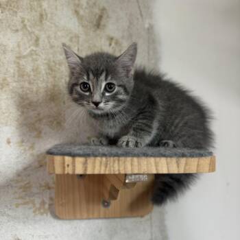 Tuna -  Domestic Short Hair Cat for Adoption - Tuna | PetCurious