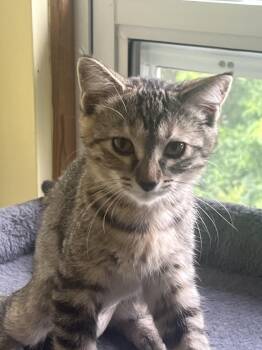 Willow -  Tabby Cat for Adoption in Wyandotte, Michigan - Willow | PetCurious