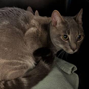 Amaru -  Domestic Short Hair Cat Available for Adoption in Fairport, New York - Amaru | PetCurious