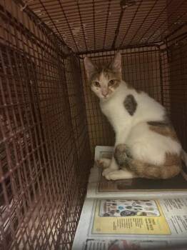 Ms. Golden Week -  Domestic Short Hair Cat for Adoption in Austin, Texas - Ms. Golden Week | PetCurious