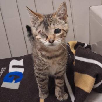 Root Beer Float -  Domestic Short Hair Cat for Adoption in York, Pennsylvania - Root Beer Float | PetCurious