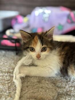 HONEY* -  Domestic Long Hair Cat for Adoption in Santa Cruz, California - HONEY* | PetCurious