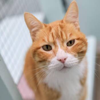 Domestic Short Hair Cats Available for Adoption - Mickey | PetCurious