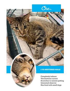 CATS IN NEED OF HOMES-Middle TN -  American Shorthair Cat for Adoption in Franklin, Tennessee - CATS IN NEED OF HOMES-Middle TN | PetCurious