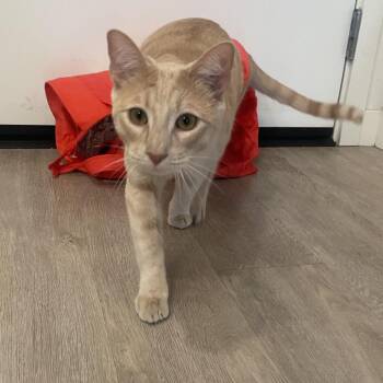Domestic Short Hair Cats Available for Adoption - Phineas | PetCurious
