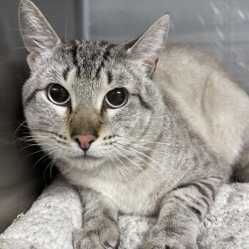 Anderson -  Domestic Short Hair Cat for Adoption in Casa Grande, Arizona - Anderson | PetCurious