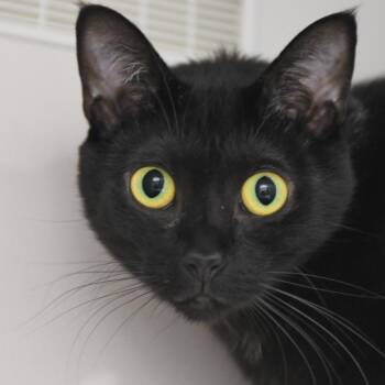 Domestic Short Hair Cats Available for Adoption in Redwood City, California - Squeaks | PetCurious