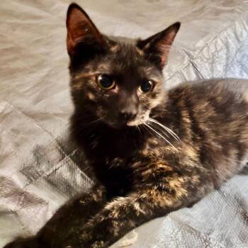 Anna -  Domestic Short Hair Cat for Adoption in Hattiesburg, Mississippi - Anna | PetCurious