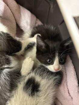 Gail -  Domestic Short Hair Cat for Adoption in Fruit Heights, Utah - Gail | PetCurious