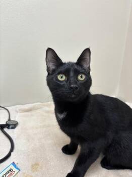 Ace -  Domestic Short Hair Cat for Adoption in Sherwood, Oregon - Ace | PetCurious