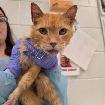 ButtaBall -  Domestic Short Hair Cat for Adoption in Chattanooga, Tennessee - ButtaBall | PetCurious