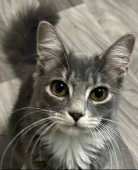 Rescue Domestic Medium Hair Cats for Adoption in Evans City, Pennsylvania - Patricia | PetCurious