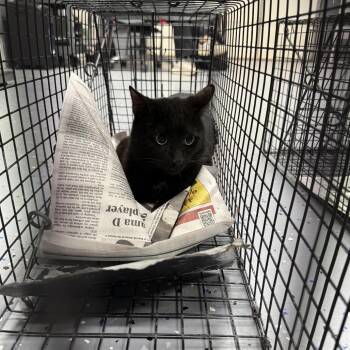 Domestic Short Hair Cats Available for Adoption in Tuscaloosa, Alabama - TUSC-Wildlife-83983 | PetCurious