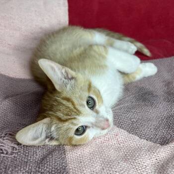 Mai-Tai -  Domestic Short Hair Cat for Adoption in San Antonio, Texas - Mai-Tai | PetCurious