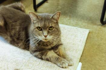 Sasha -  Domestic Short Hair and Russian Blue Cat for Adoption in Urbana, Ohio - Sasha | PetCurious