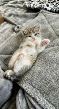 Rescue Domestic Short Hair Cats for Adoption in Atglen, Pennsylvania - Hazy | PetCurious